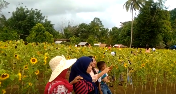 Bekas Lahan Kritis Jadi Kebun Bunga Matahari Pertama Di